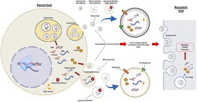 Adipose-Derived Extracellular Vesicles: Systemic Messengers and Metabolic Regulators in Health and Disease